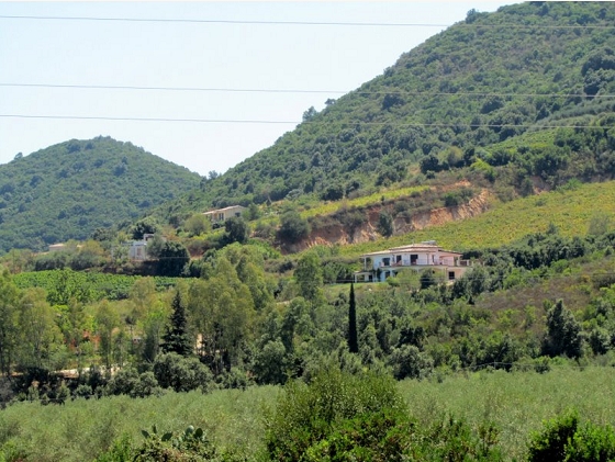 Gumtrees from across the valley