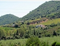 Gumtrees from across the valley