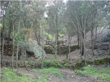 Bosco uphill