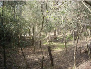 Bosco downhill